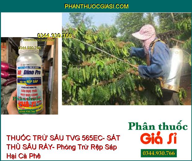 THUỐC TRỪ SÂU TVG 565EC- SÁT THỦ SÂU RẦY- Phòng Trừ Rệp Sáp Hại Cà Phê