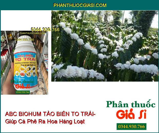 PHÂN BÓN HỮU CƠ ABC BIOHUM TẢO BIỂN TO TRÁI- Dưỡng Bông Và Trái Non- Kích Nở Gai