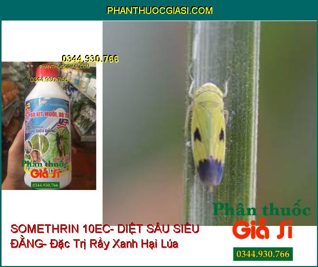 THUỐC TRỪ SÂU SOMETHRIN 10EC- DIỆT SÂU SIÊU ĐẲNG- Đặc Trị Bọ Xít Muỗi- Bọ Trĩ