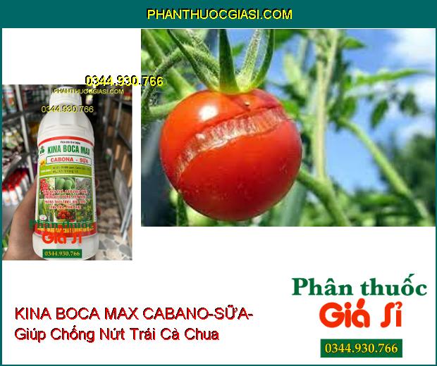 PHÂN BÓN LÁ VI LƯỢNG KINA BOCA MAX CABANO-SỮA- Tăng Đậu Quả- Bóng Đẹp Trái- Cứng Cây