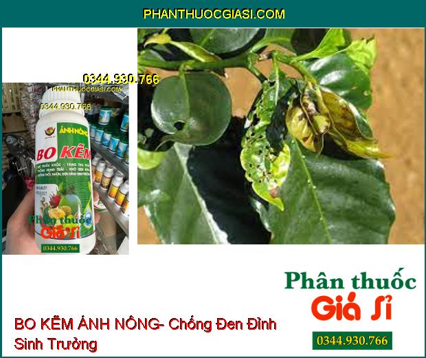 BO KẼM ÁNH NÔNG- Hạt Phấn Khỏe- Tăng Thụ Phấn- Chống Rụng Trái