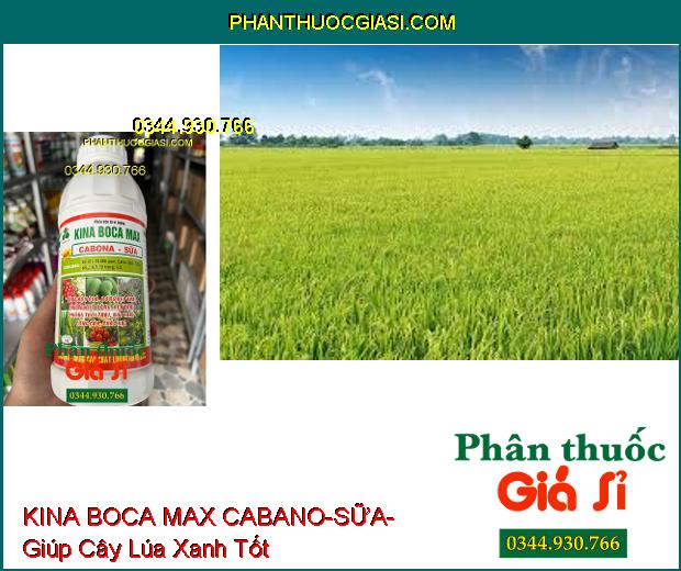 PHÂN BÓN LÁ VI LƯỢNG KINA BOCA MAX CABANO-SỮA- Tăng Đậu Quả- Bóng Đẹp Trái- Cứng Cây