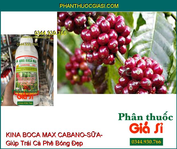 PHÂN BÓN LÁ VI LƯỢNG KINA BOCA MAX CABANO-SỮA- Tăng Đậu Quả- Bóng Đẹp Trái- Cứng Cây