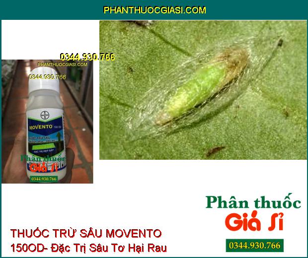 THUỐC TRỪ SÂU MOVENTO 150OD- Đặc Trị Rệp Sáp- Sâu Tơ- Sâu Đục Thân