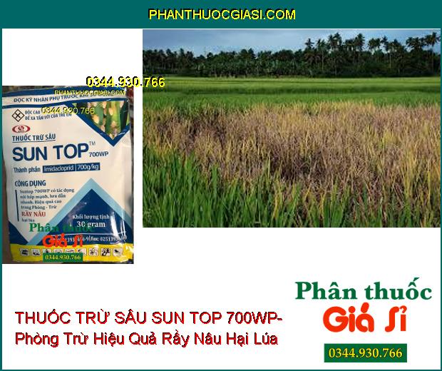 THUỐC TRỪ SÂU SUN TOP 700WP- Phòng Trừ Hiệu Quả Rầy Nâu Hại Lúa