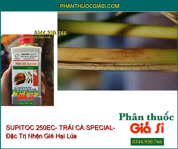 THUỐC TRỪ SÂU SUPITOC 250EC- TRÁI CÀ SPECIAL- Đặc Trị Sâu Đục Thân- Nhện Gié- Muỗi Hành