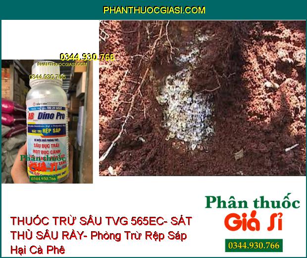 THUỐC TRỪ SÂU TVG 565EC- SÁT THỦ SÂU RẦY- Phòng Trừ Rệp Sáp Hại Cà Phê