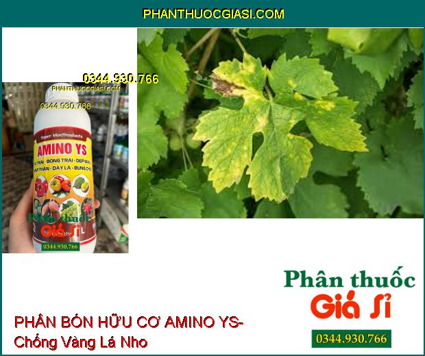 PHÂN BÓN HỮU CƠ AMINO YS- To Trái- Bóng Trái- Đẹp Màu- Mập Thân