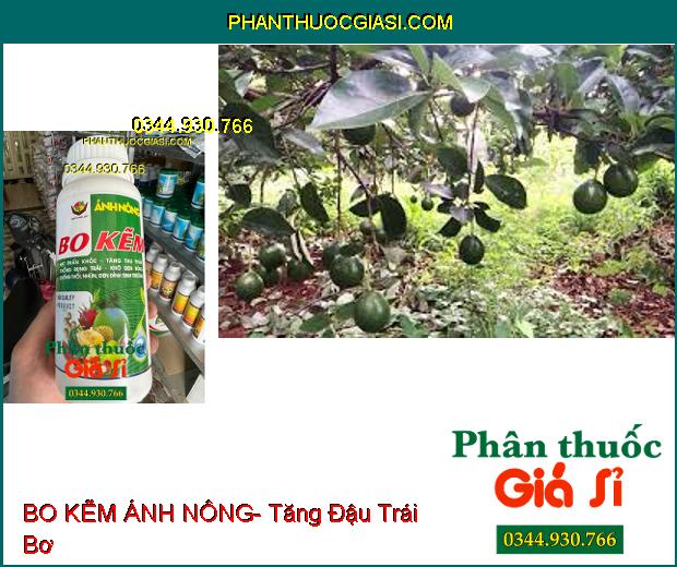 BO KẼM ÁNH NÔNG- Hạt Phấn Khỏe- Tăng Thụ Phấn- Chống Rụng Trái