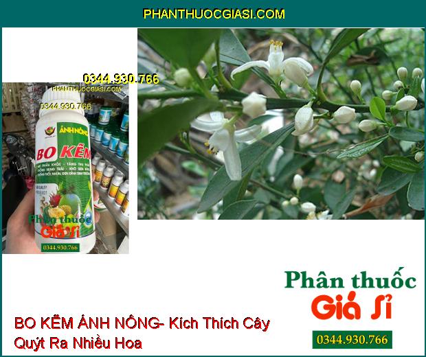 BO KẼM ÁNH NÔNG- Hạt Phấn Khỏe- Tăng Thụ Phấn- Chống Rụng Trái