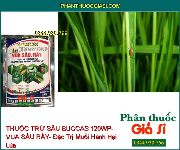 THUỐC TRỪ SÂU BUCCAS 120WP- VUA SÂU RẦY- Đặc Trị Sâu Rầy- Côn Trùng Chích Hút