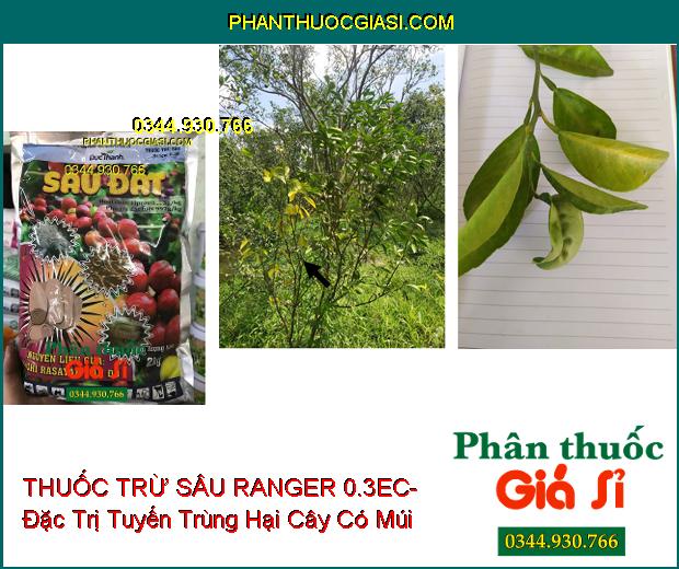 THUỐC TRỪ SÂU RANGER 0.3EC- Đặc Trị Sâu Đất- Tuyến Trùng- Sâu Đục Thân- Bọ Hà