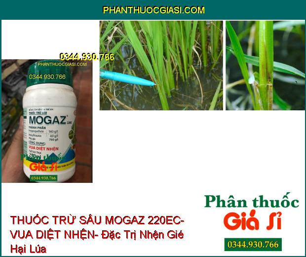 THUỐC TRỪ SÂU MOGAZ 220EC- VUA DIỆT NHỆN- Đặc Trị Nhện Gié- Nhện Đỏ