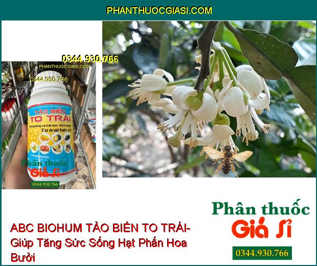 PHÂN BÓN HỮU CƠ ABC BIOHUM TẢO BIỂN TO TRÁI- Dưỡng Bông Và Trái Non- Kích Nở Gai