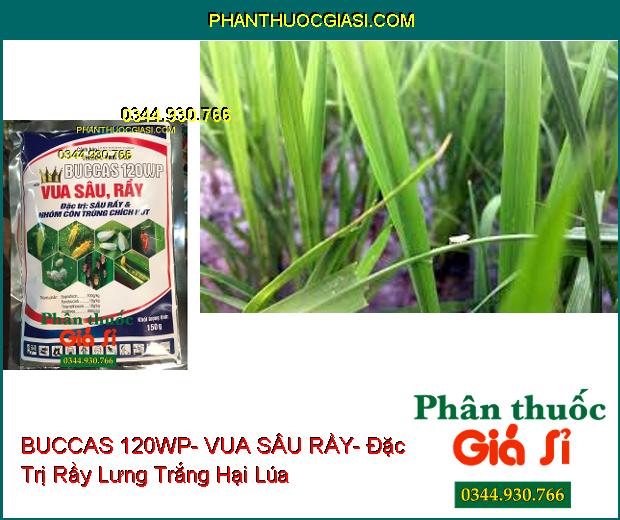 THUỐC TRỪ SÂU BUCCAS 120WP- VUA SÂU RẦY- Đặc Trị Sâu Rầy- Côn Trùng Chích Hút