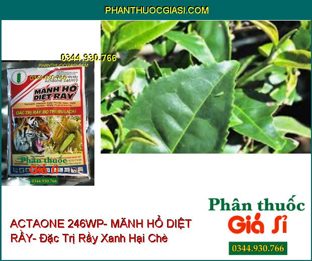 THUỐC TRỪ SÂU RẦY ACTAONE 246WP- MÃNH HỔ DIỆT RẦY- Đặc Trị Rầy- Bọ Trĩ