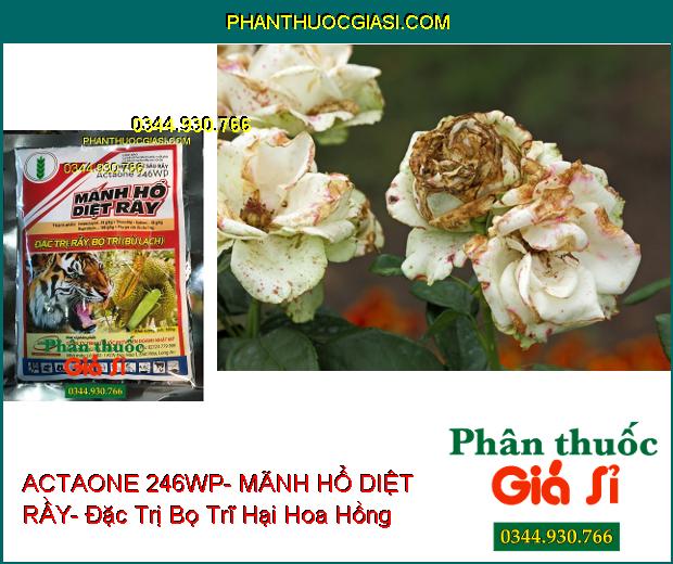 THUỐC TRỪ SÂU RẦY ACTAONE 246WP- MÃNH HỔ DIỆT RẦY- Đặc Trị Rầy- Bọ Trĩ