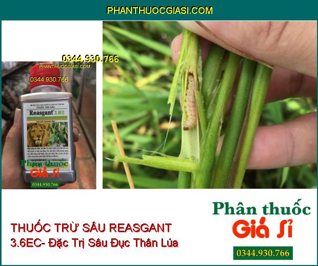 THUỐC TRỪ SÂU REASGANT 3.6EC- Đặc Trị Nhiều Loại Sâu Hại Trên Nhiều Loại Cây Trồng