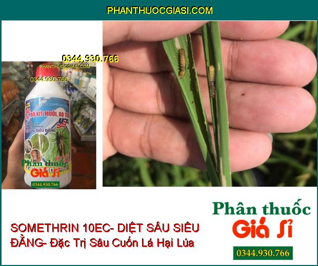 THUỐC TRỪ SÂU SOMETHRIN 10EC- DIỆT SÂU SIÊU ĐẲNG- Đặc Trị Bọ Xít Muỗi- Bọ Trĩ