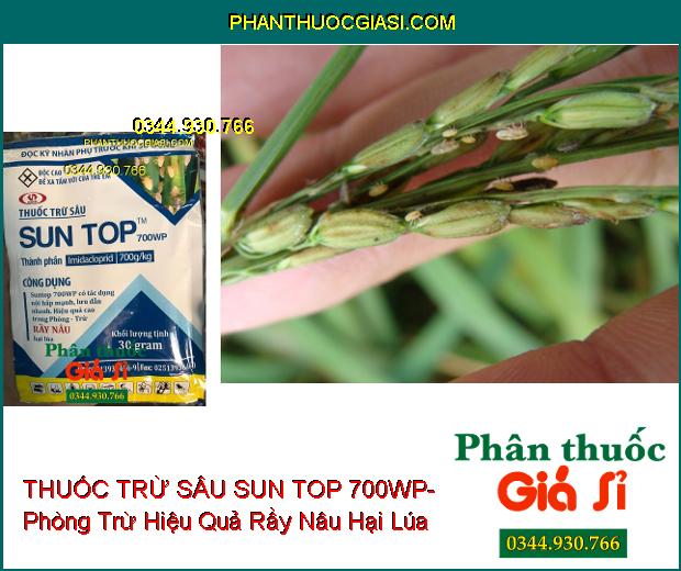 THUỐC TRỪ SÂU SUN TOP 700WP- Phòng Trừ Hiệu Quả Rầy Nâu Hại Lúa