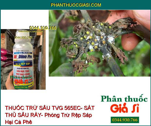 THUỐC TRỪ SÂU TVG 565EC- SÁT THỦ SÂU RẦY- Phòng Trừ Rệp Sáp Hại Cà Phê