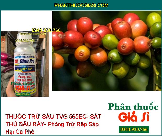 THUỐC TRỪ SÂU TVG 565EC- SÁT THỦ SÂU RẦY- Phòng Trừ Rệp Sáp Hại Cà Phê