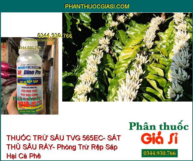 THUỐC TRỪ SÂU TVG 565EC- SÁT THỦ SÂU RẦY- Phòng Trừ Rệp Sáp Hại Cà Phê