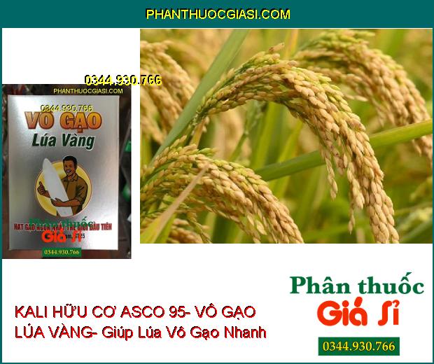 PHÂN BÓN LÁ KALI HỮU CƠ ASCO 95- VÔ GẠO LÚA VÀNG- Xanh Gié- No Nóc- Sáng Hạt- Nặng Ký