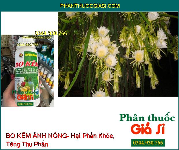 BO KẼM ÁNH NÔNG- Hạt Phấn Khỏe- Tăng Thụ Phấn- Chống Rụng Trái