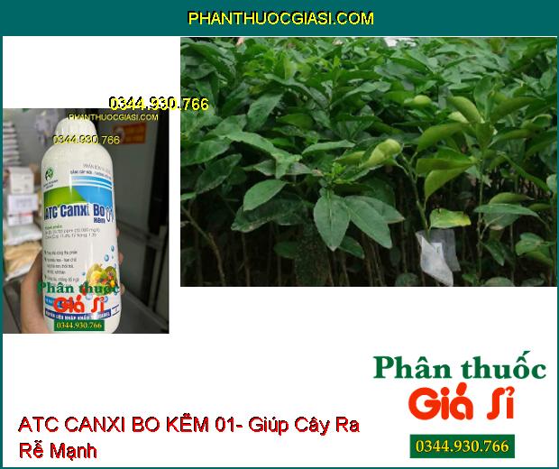 ATC CANXI BO KẼM 01- Cây Ra Rễ Mạnh- Cứng Cây- Tăng Đậu Trái