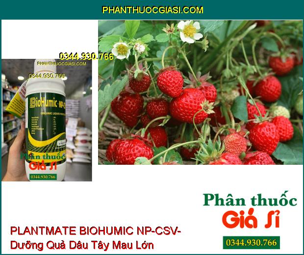 PLANTMATE BIOHUMIC NP-CSV- Kích Thích Ra Hoa- Dưỡng Quả- Tăng Hấp Thu Phân Bón