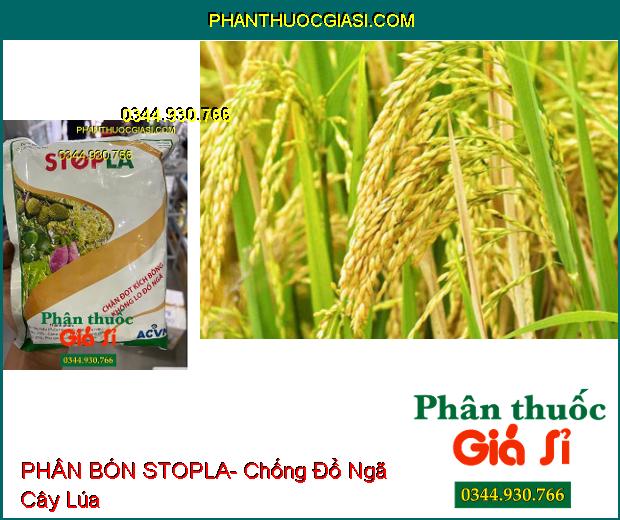 PHÂN BÓN STOPLA- Xử Lý Ra Hoa Trái Vụ- Chặn Đọt Kích Bông- Chống Đổ Ngã