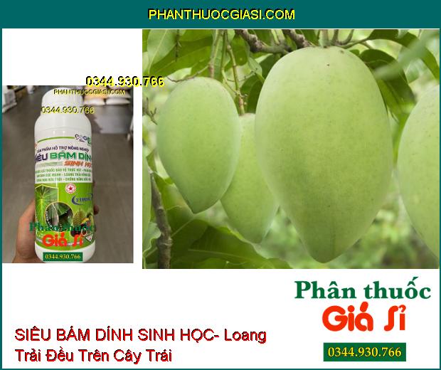 SIÊU BÁM DÍNH SINH HỌC- Tăng Hiệu Lực Phân Bón Và Thuốc BVTV- Loang Trải Mạnh- Chống Rửa Trôi