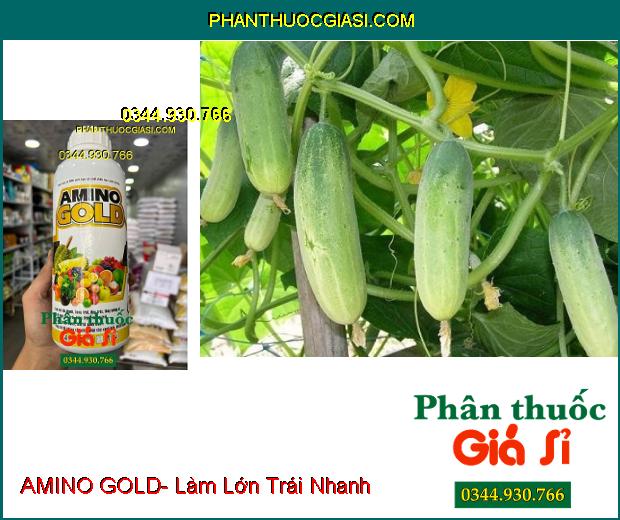 AMINO GOLD- Làm Lớn Trái Nhanh- Bóng Trái- Tăng Hương Vị