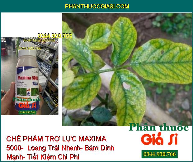 CHẾ PHẨM TRỢ LỰC MAXIMA 5000-  Loang Trải Nhanh- Bám Dính Mạnh- Tiết Kiệm Chi Phí