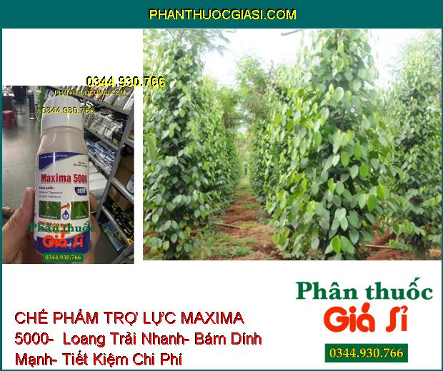 CHẾ PHẨM TRỢ LỰC MAXIMA 5000-  Loang Trải Nhanh- Bám Dính Mạnh- Tiết Kiệm Chi Phí