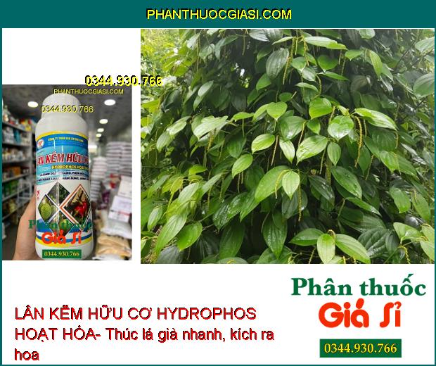 LÂN KẼM HỮU CƠ FUTURE FARM HYDROPHOS HOẠT HÓA- Lá Xanh Dày- Kháng Phèn Mặn