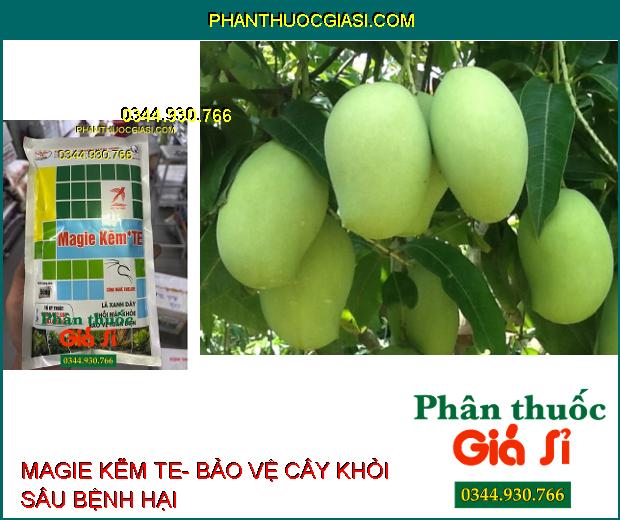 MAGIE KẼM TE- Lá Xanh Dày- Chồi Mập Khỏe- Khắc Phục Vàng Bạc Lá Non