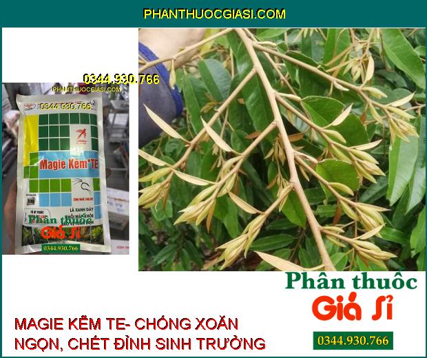 MAGIE KẼM TE- Lá Xanh Dày- Chồi Mập Khỏe- Khắc Phục Vàng Bạc Lá Non