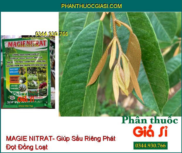 MAGIE NITRAT- Phát Đọt Đồng Loạt- Chống Vàng Lá- Trái To- Đẹp Màu- Tăng Hương Vị