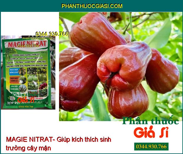 MAGIE NITRAT- Phát Đọt Đồng Loạt- Chống Vàng Lá- Trái To- Đẹp Màu- Tăng Hương Vị