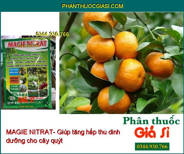 MAGIE NITRAT- Phát Đọt Đồng Loạt- Chống Vàng Lá- Trái To- Đẹp Màu- Tăng Hương Vị