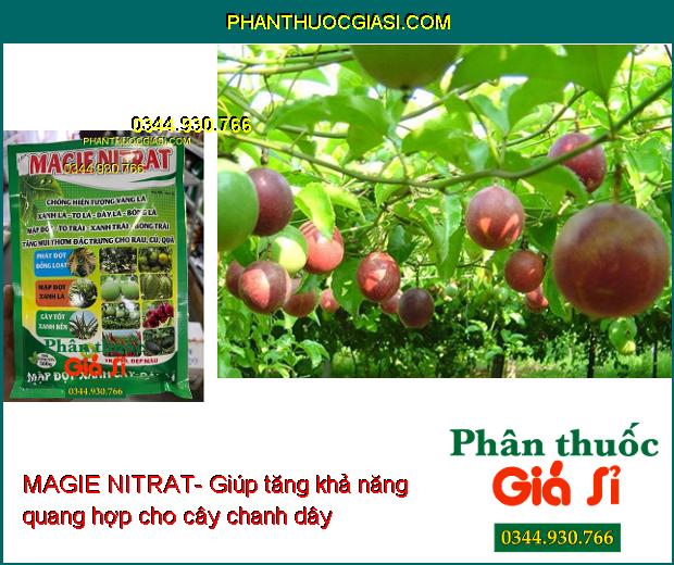 MAGIE NITRAT- Phát Đọt Đồng Loạt- Chống Vàng Lá- Trái To- Đẹp Màu- Tăng Hương Vị