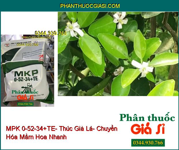 MPK 0-52-34+TE- Thúc Già Lá- Chuyển Hóa Mầm Hoa Nhanh- Thoát Miên Trạng Ngủ