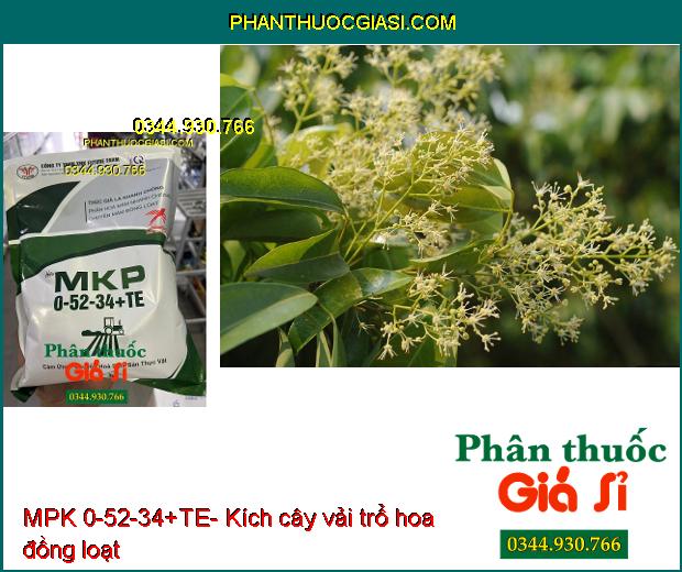 MPK 0-52-34+TE- Thúc Già Lá- Chuyển Hóa Mầm Hoa Nhanh- Thoát Miên Trạng Ngủ