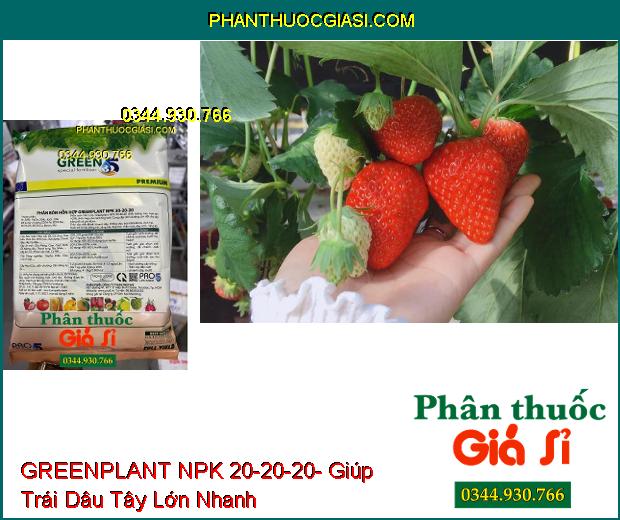 GREENPLANT NPK 20-20-20- Thân Cây Chắc Khỏe- Nuôi Trái Lớn- Đẹp Trái