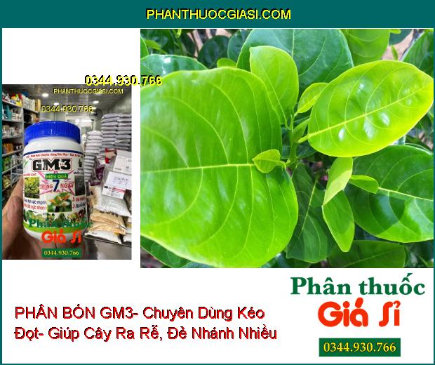 PHÂN BÓN GM3- Chuyên Dùng Kéo Đọt- Ra Rễ Cực Mạnh- Đẻ Nhánh Nhiều