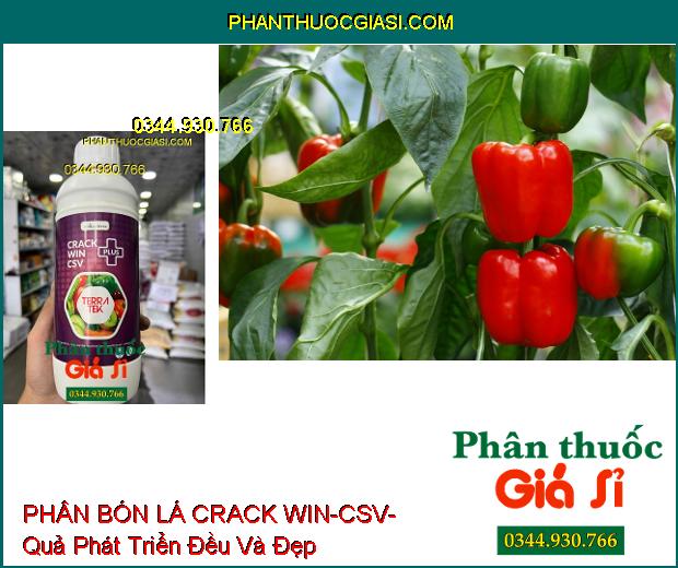 PHÂN BÓN LÁ CRACK WIN-CSV- Quả Phát Triển Đều- Màu Đẹp- Tăng Sức Đề Kháng