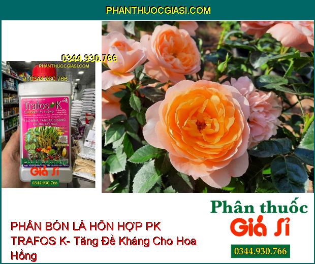 PHÂN BÓN LÁ HỖN HỢP PK TRAFOS K- Tạo Mầm- Tăng Sức Sống- Chống Đổ Ngã