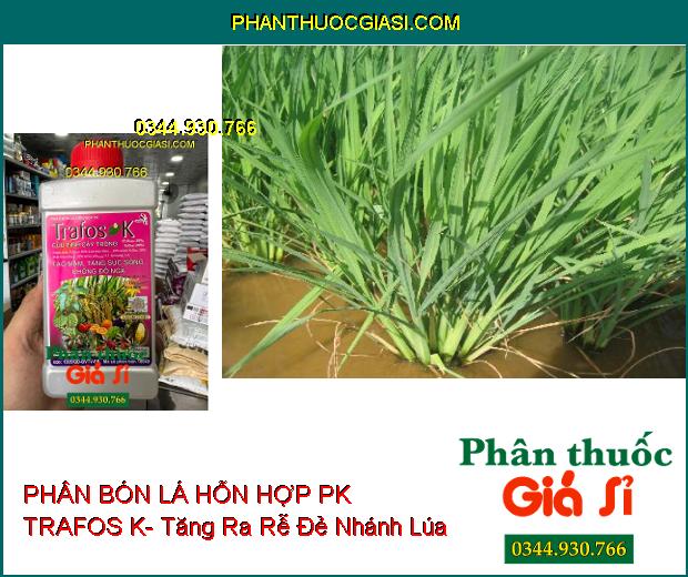 PHÂN BÓN LÁ HỖN HỢP PK TRAFOS K- Tạo Mầm- Tăng Sức Sống- Chống Đổ Ngã